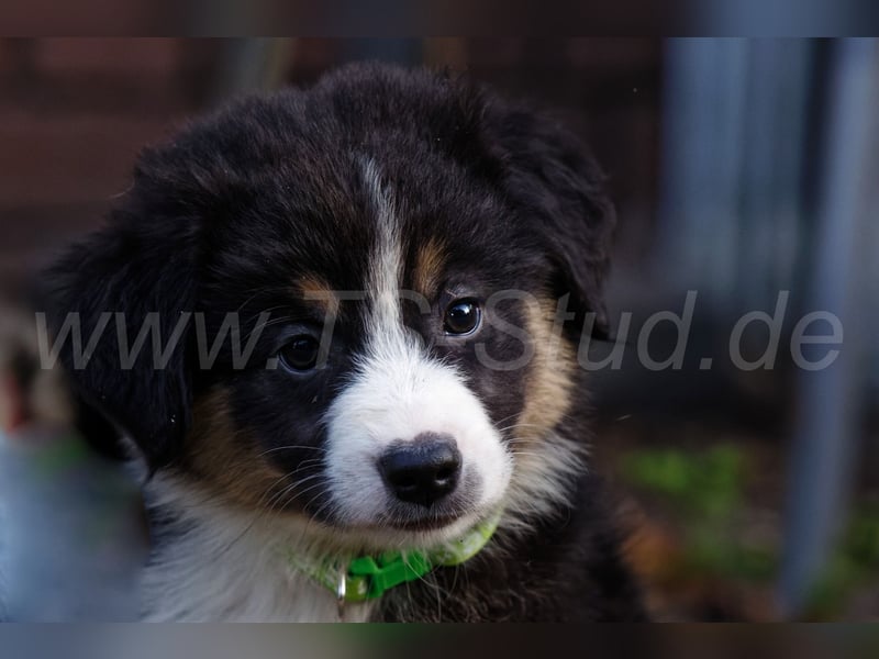 Australien Shepherd Welpen in Red Merl, Blue Merl und Black Tri abzugeben!