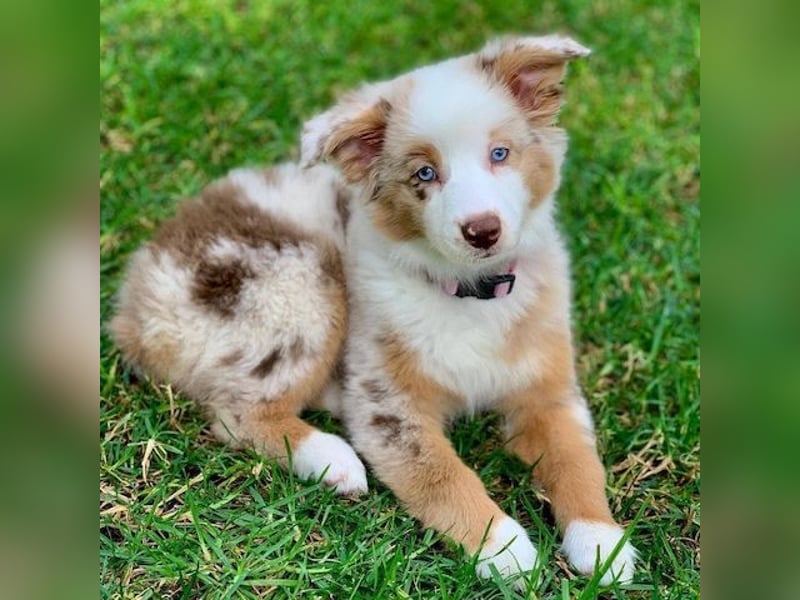 Australian shepherd Hündin – geimpft, entwurmt, gechipt, mit EU-Heimtierausweis