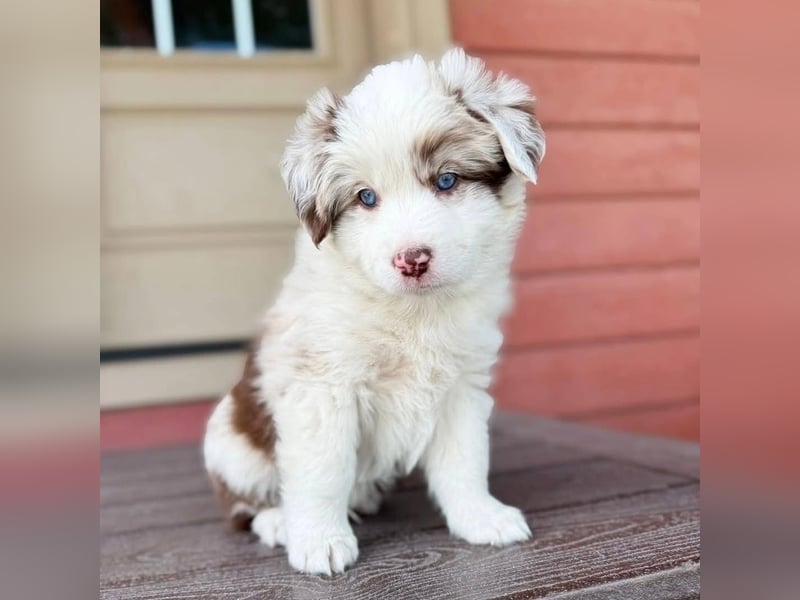 Australian shepherd Hündin – geimpft, entwurmt, gechipt, mit EU-Heimtierausweis