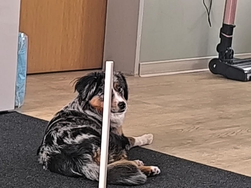 Mini Australien Shepard