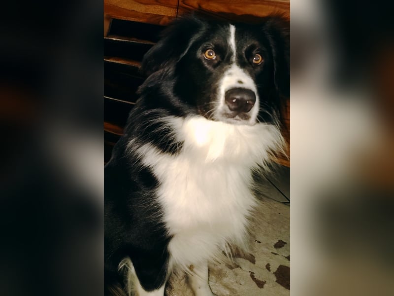 Ellie, ein verkuscheltes Mädchen sucht Ihr für immer zu Hause