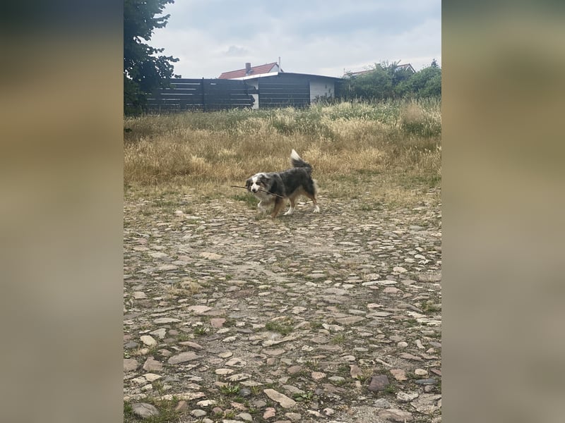 Australian Shepherd Hündin Hanni