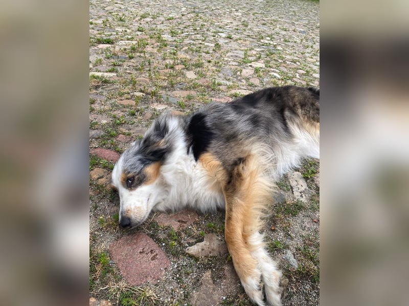 Australian Shepherd Hündin Hanni
