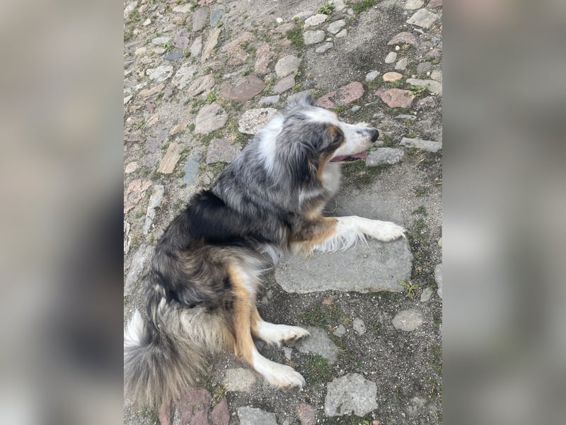 Australian Shepherd Hündin Hanni