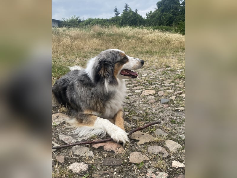 Australian Shepherd Hündin