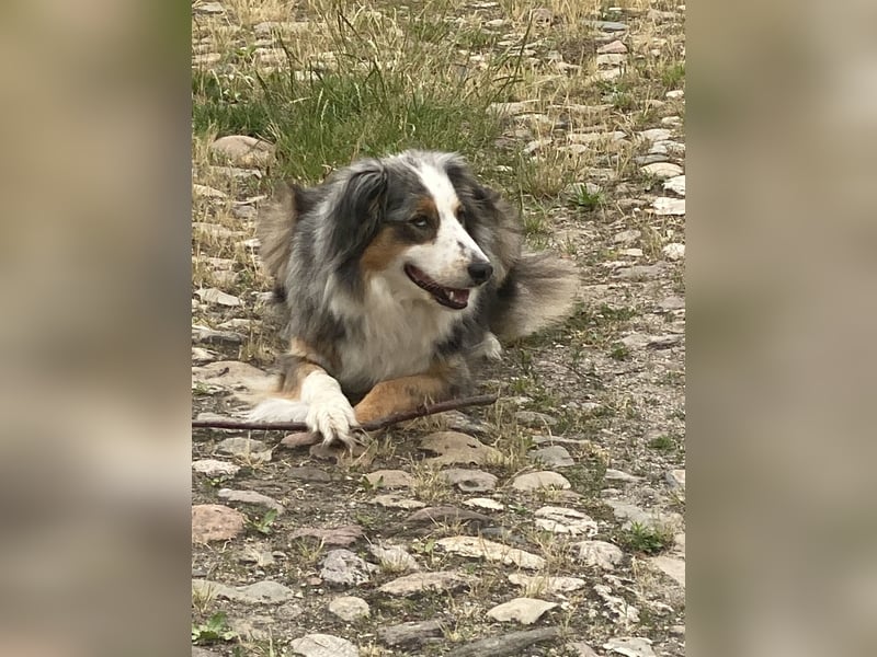 Australian Shepherd Hündin Hanni