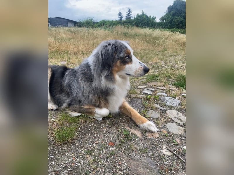 Australian Shepherd Hündin