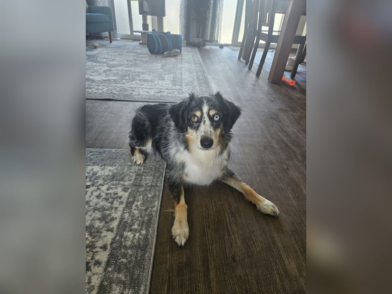 Aktiver Familienhund