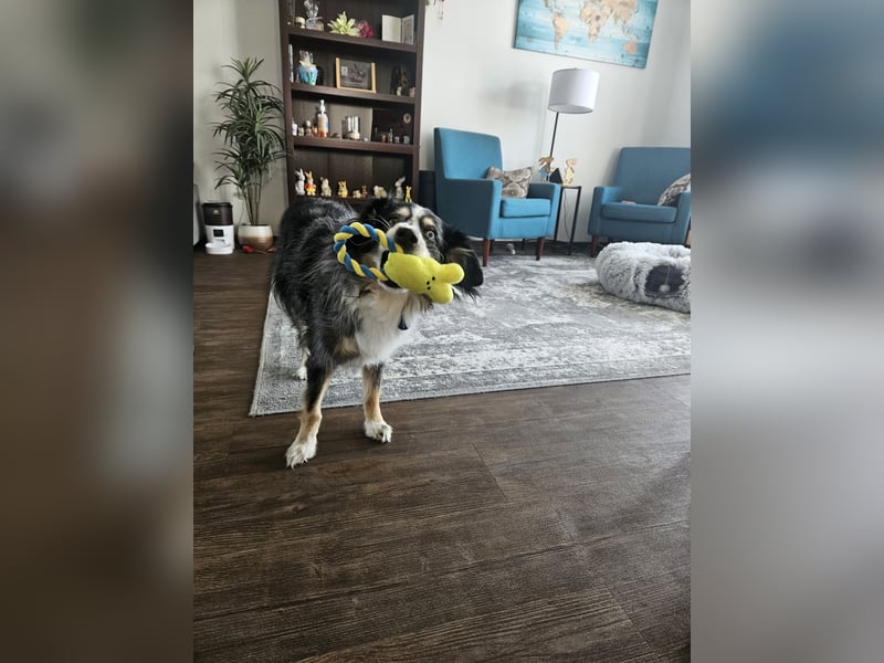 Aktiver Familienhund