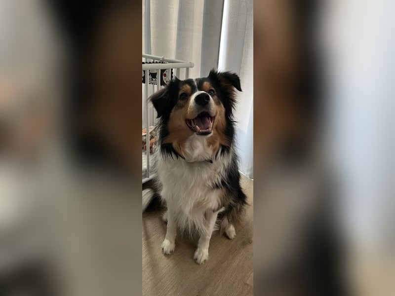 Aussi Australian Shepherd / Border Collie 3 Jahre