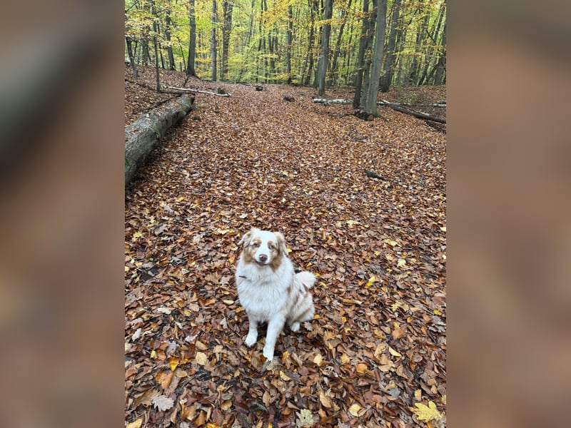 Australian Shepherd Rüde, 4 Jahre – in liebevolle Hände abzugeben