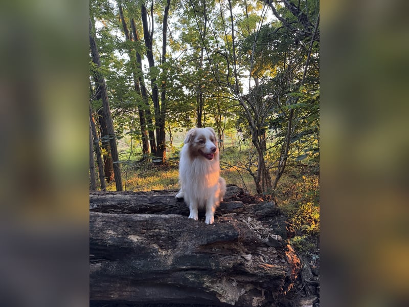 Australian Shepherd Rüde, 4 Jahre – in liebevolle Hände abzugeben