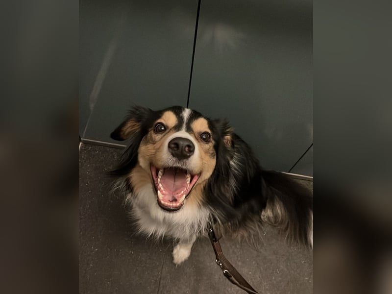 Aussi Australian Shepherd / Border Collie 3 Jahre
