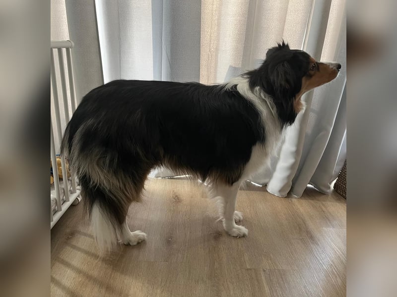 Aussi Australian Shepherd / Border Collie 3 Jahre