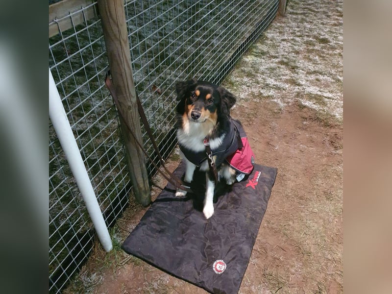 Mini-Australian-Sheperd-Hündin sucht neues Zuhause