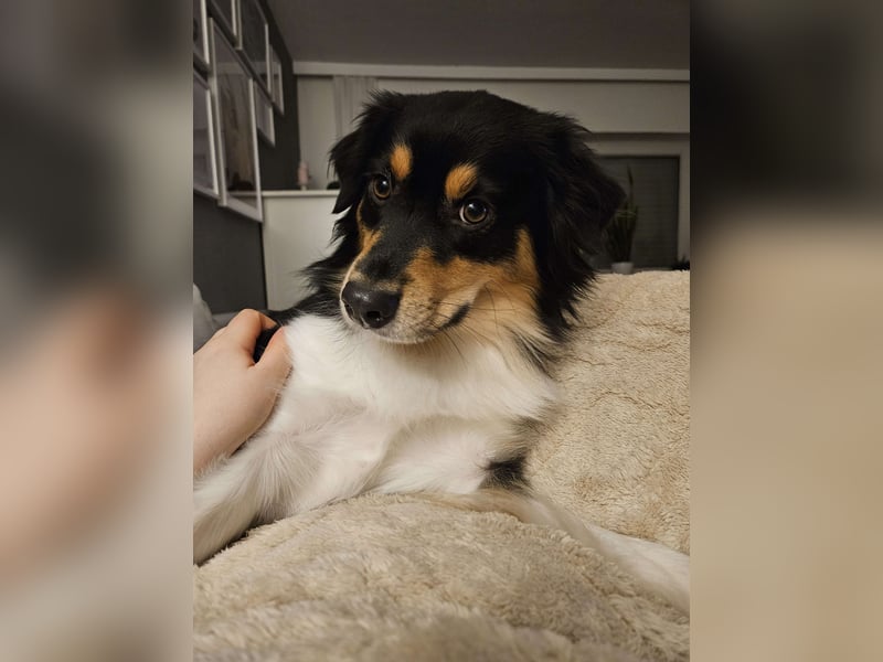 Mini-Australian-Sheperd-Hündin sucht neues Zuhause