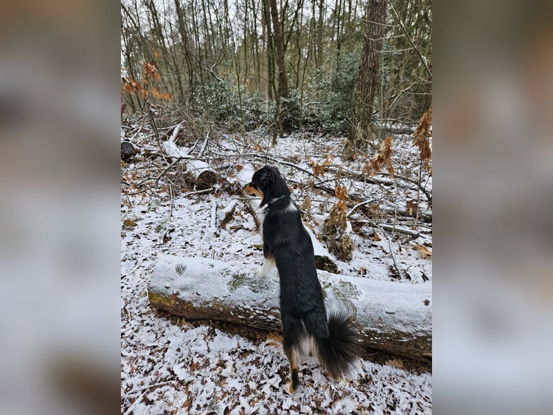 Mini-Australian-Sheperd-Hündin sucht neues Zuhause