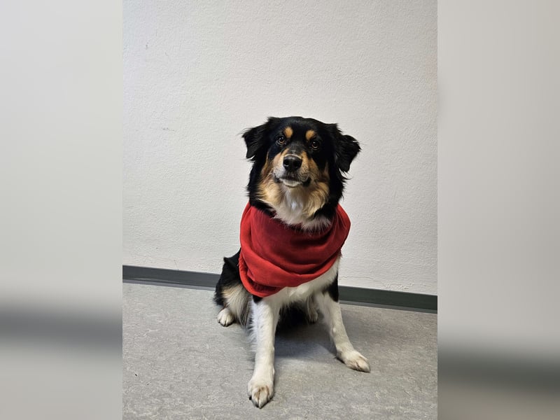 Mini-Australian-Sheperd-Hündin sucht neues Zuhause