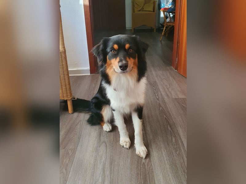 Mini-Australian-Sheperd-Hündin sucht neues Zuhause