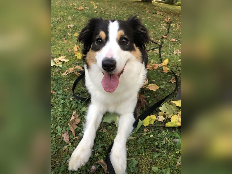 Verkaufe liebevolle Auatralian Shepherd Hündin