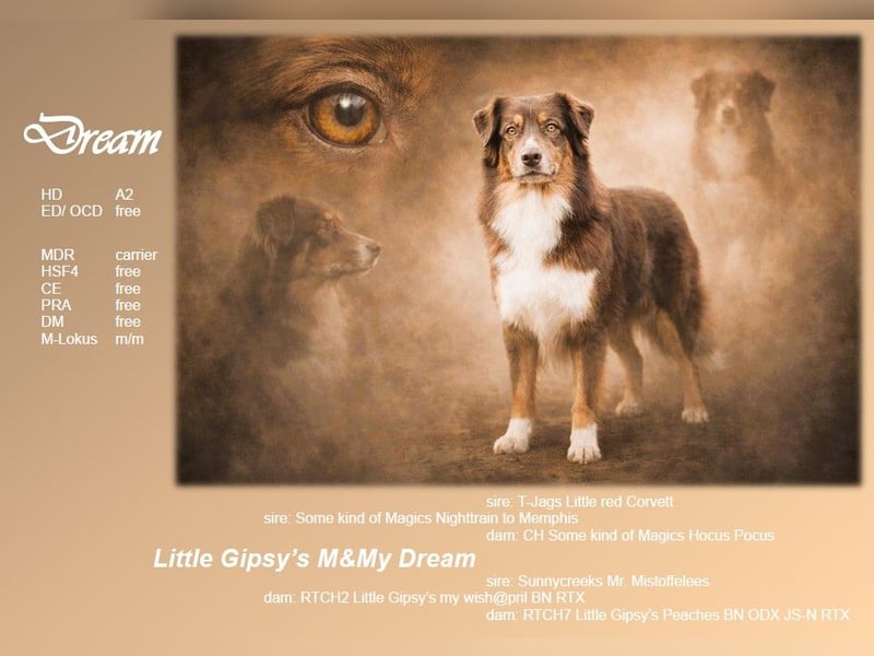 Australian Shepherd Welpe *01.01.2026