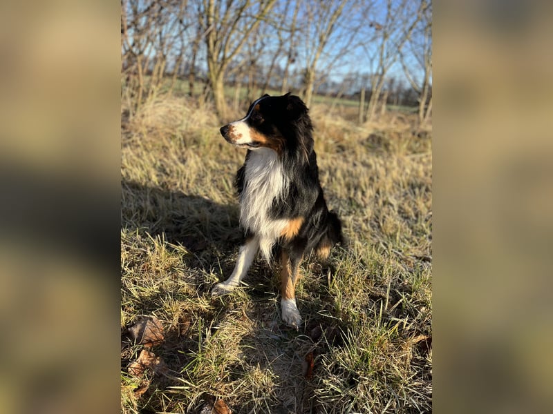 Australien Shepherd Rüde sucht