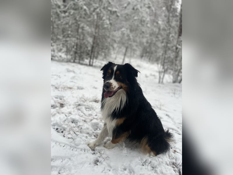 Australien Shepherd Rüde sucht
