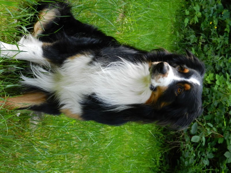 Australien Shepherd Rüde sucht