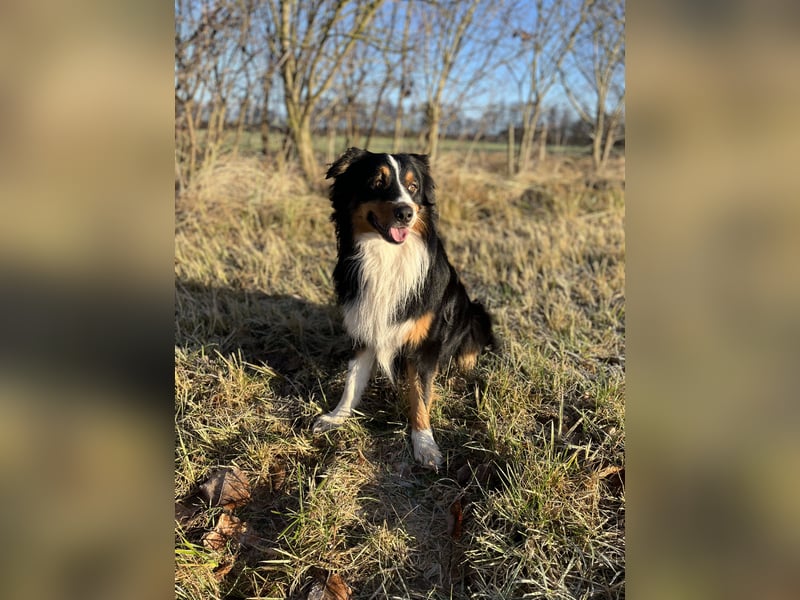 Australien Shepherd Rüde sucht