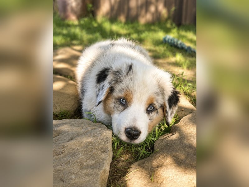 Wir haben zur Zeit traumhafte Australian Shepherd Welpen abzugeben !