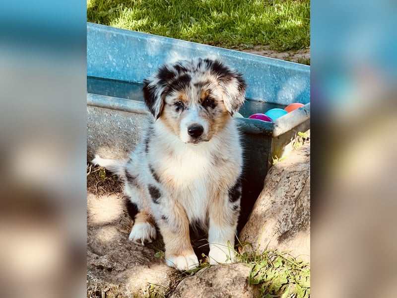 Wir haben zur Zeit traumhafte Australian Shepherd Welpen abzugeben !