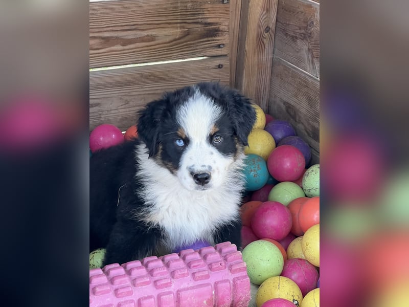Wir haben zur Zeit traumhafte Australian Shepherd Welpen abzugeben !