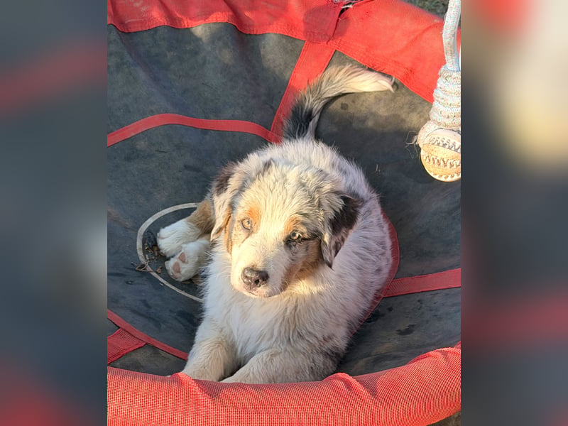 Australian Shepherd Welpen ASCA und MASCA  !