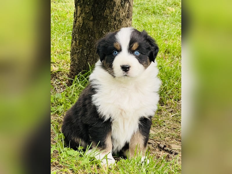 Sie suchen einen gesunden gut sozialisierten Aussie Welpen ?