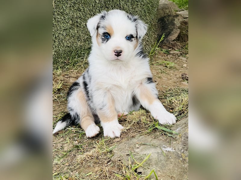 Sie suchen einen gesunden gut sozialisierten Aussie Welpen ?