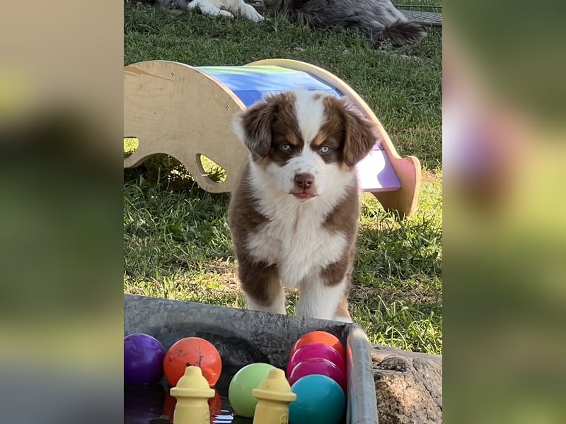 Wir haben zur Zeit traumhafte Australian Shepherd Welpen abzugeben !