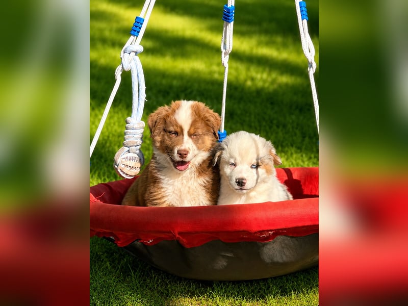 Wir haben zur Zeit traumhafte Australian Shepherd Welpen abzugeben !