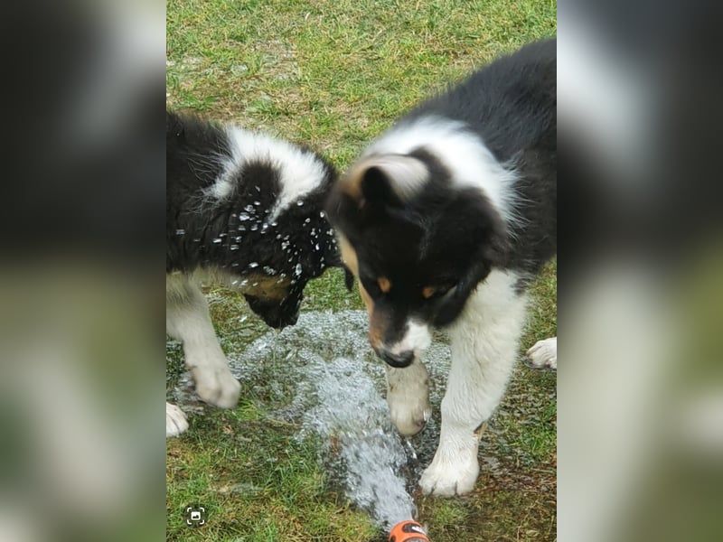 Australian Shepherd Junghund