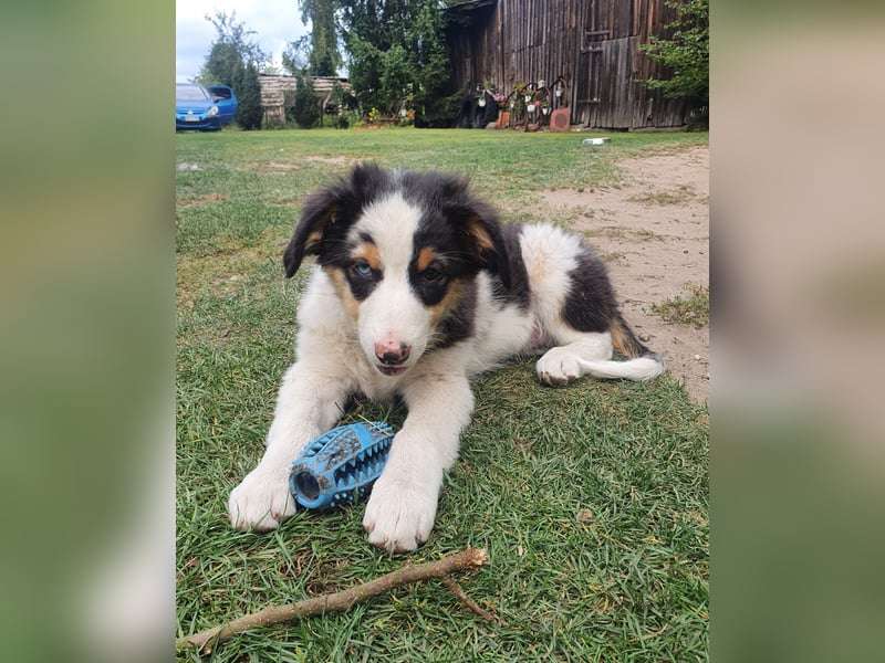 Australian Shepherd Junghund