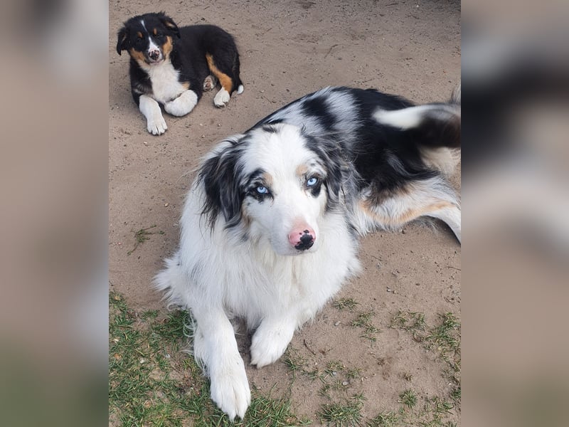 Australian Shepherd Junghund