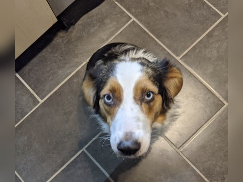 Australian shepherd Hündin blue merle 