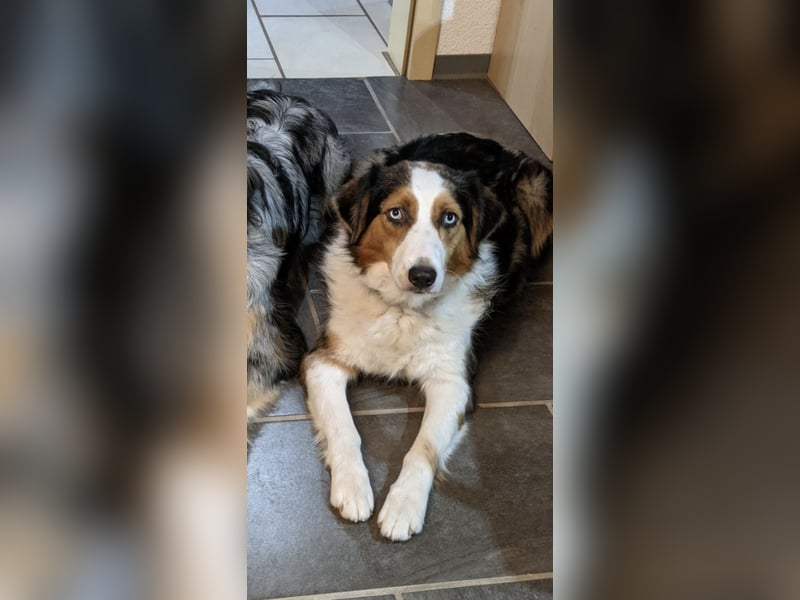 Australian shepherd Hündin blue merle 
