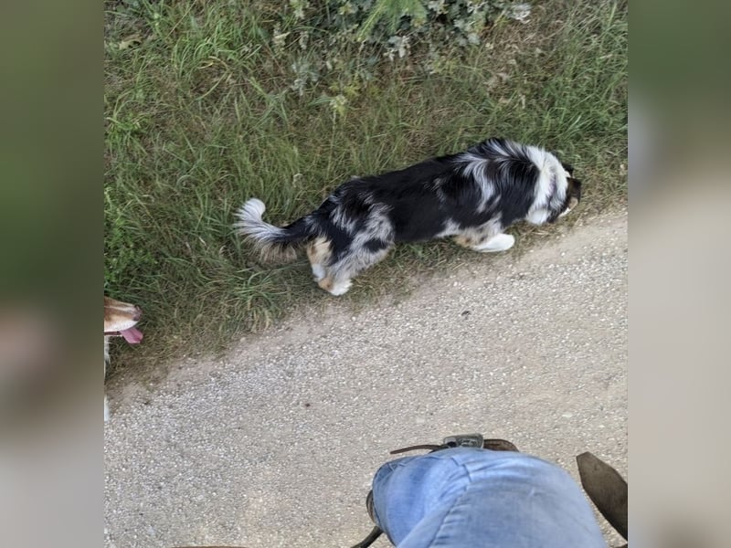 Australian shepherd Hündin blue merle 