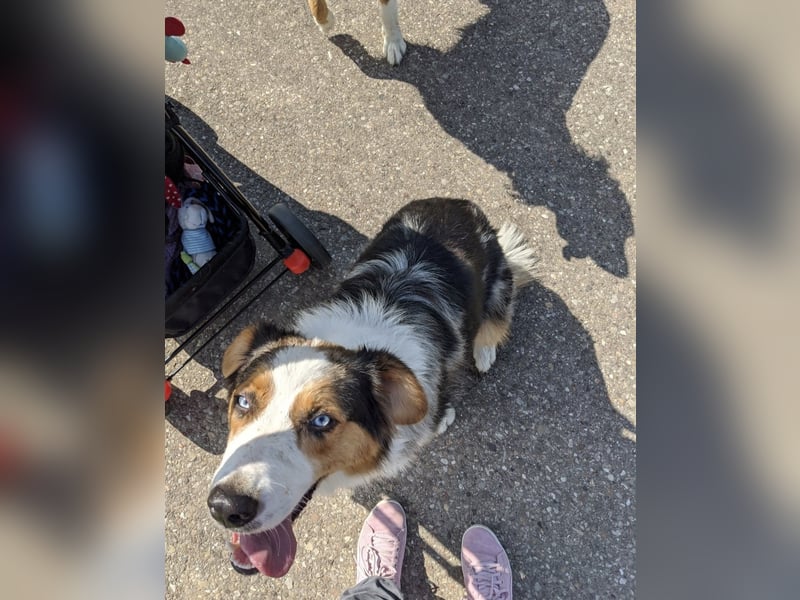 Australian shepherd Hündin blue merle 