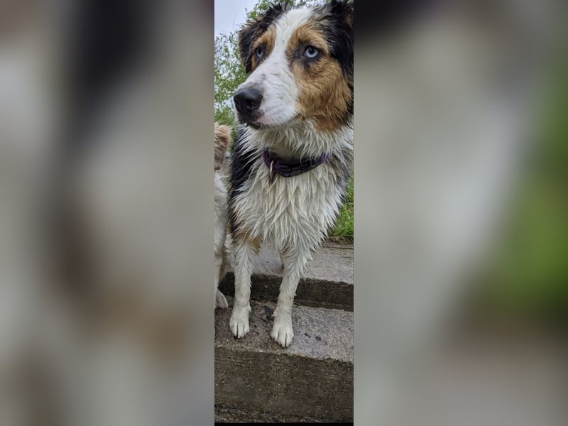 Australian shepherd Hündin blue merle 