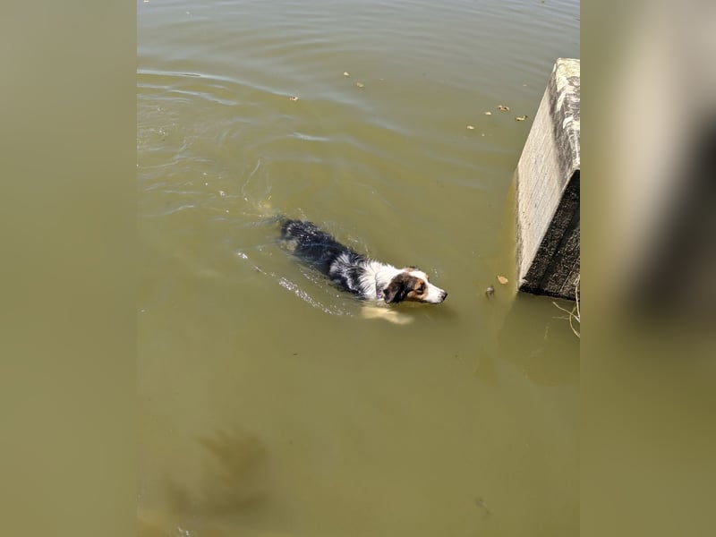 Australian shepherd Hündin blue merle 