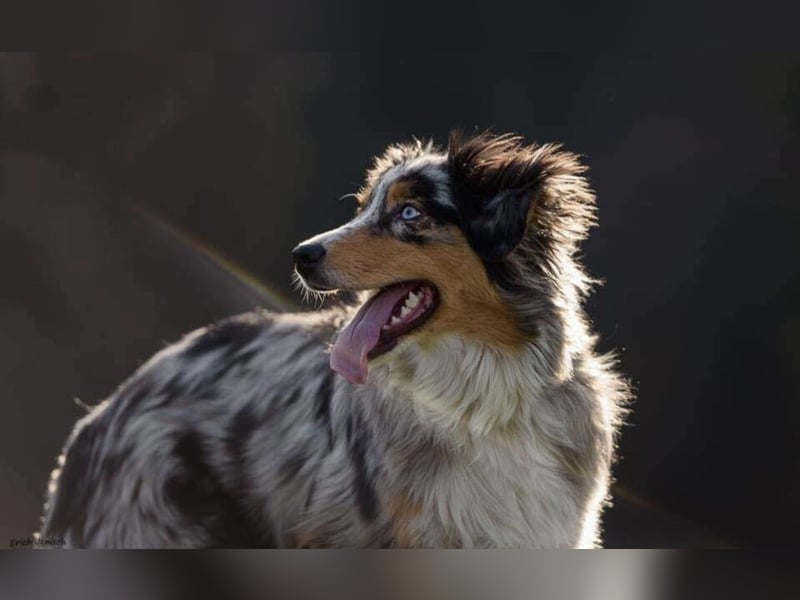 Australien Shepard Hündin Blue merle