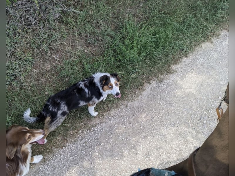 Australian shepherd Hündin blue merle 