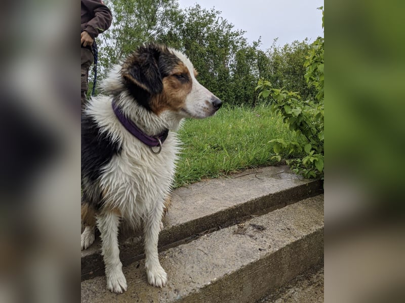 Australian shepherd Hündin blue merle 