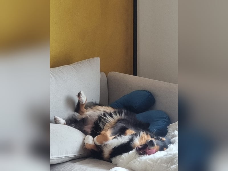 Aussie Hündin sucht ruhiges zu Hause